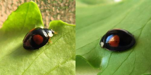 Harmonia axyridis